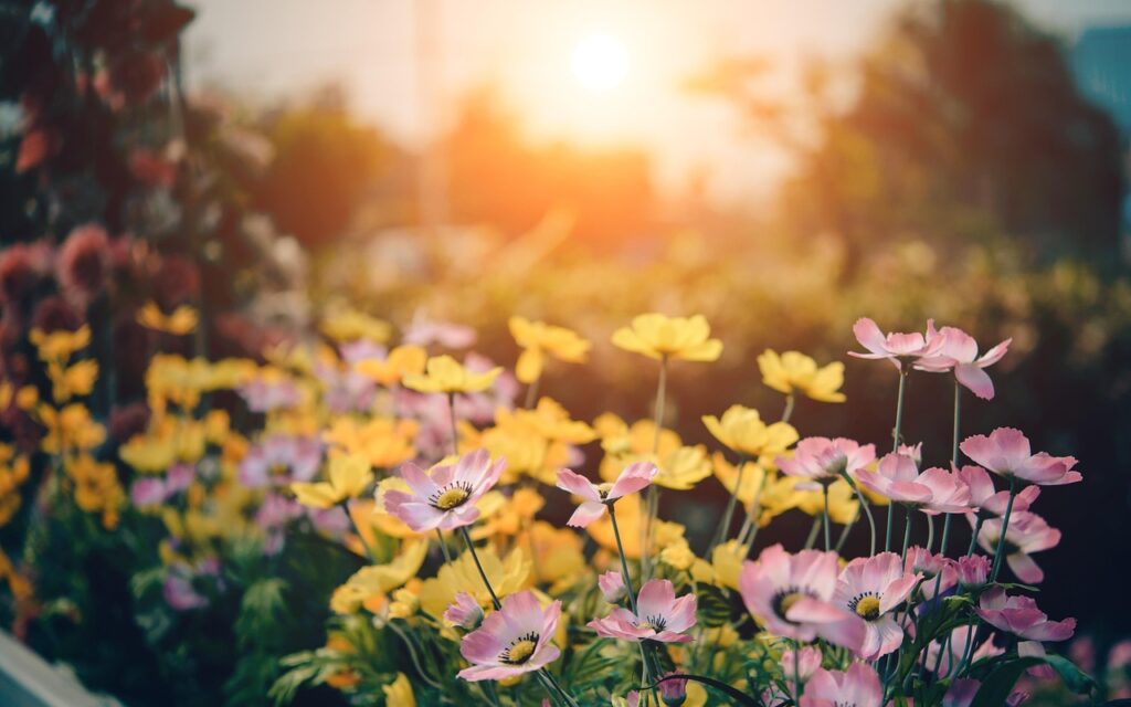 Flowers in a garden