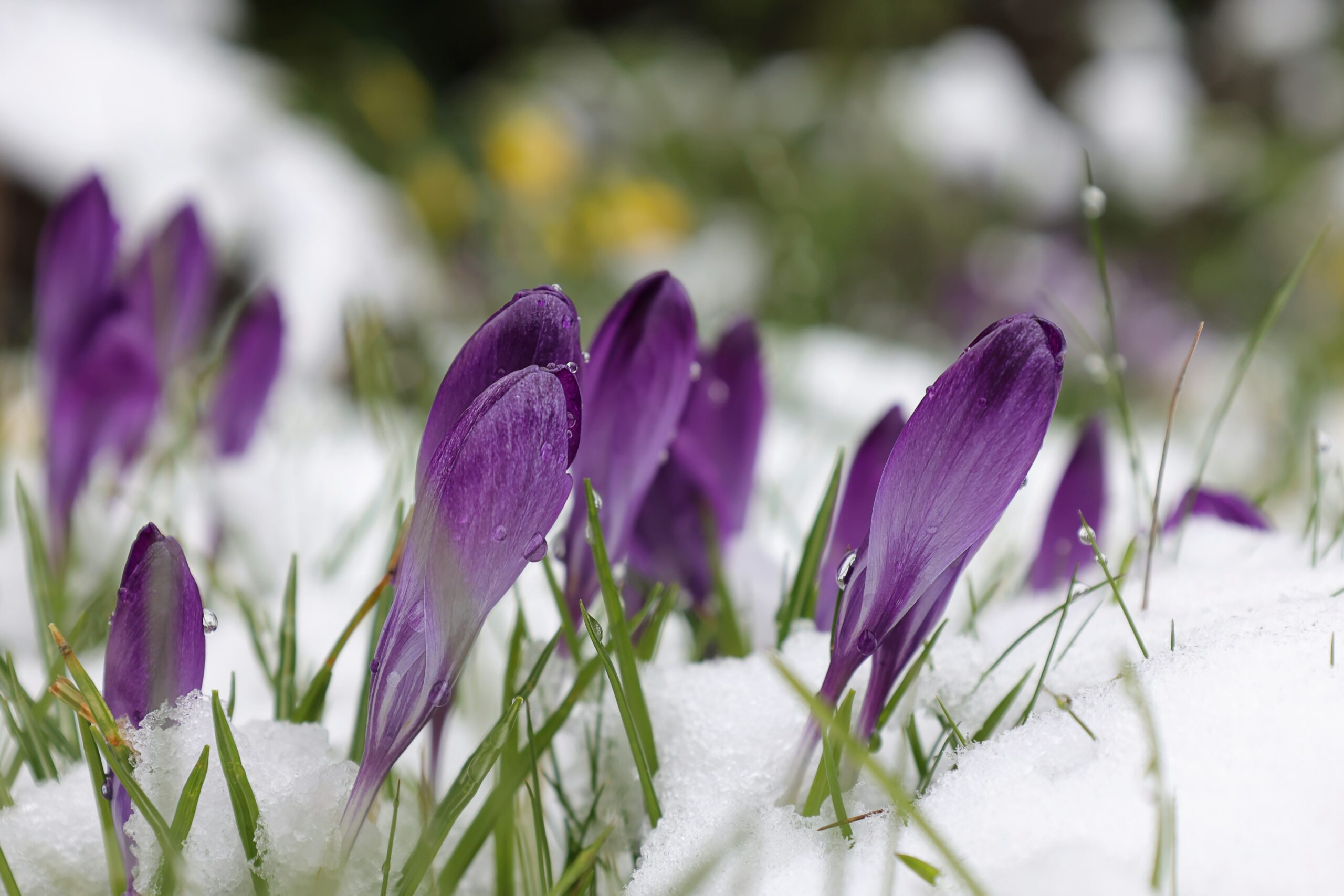 Purple crocuses blooming through a dusting of snow