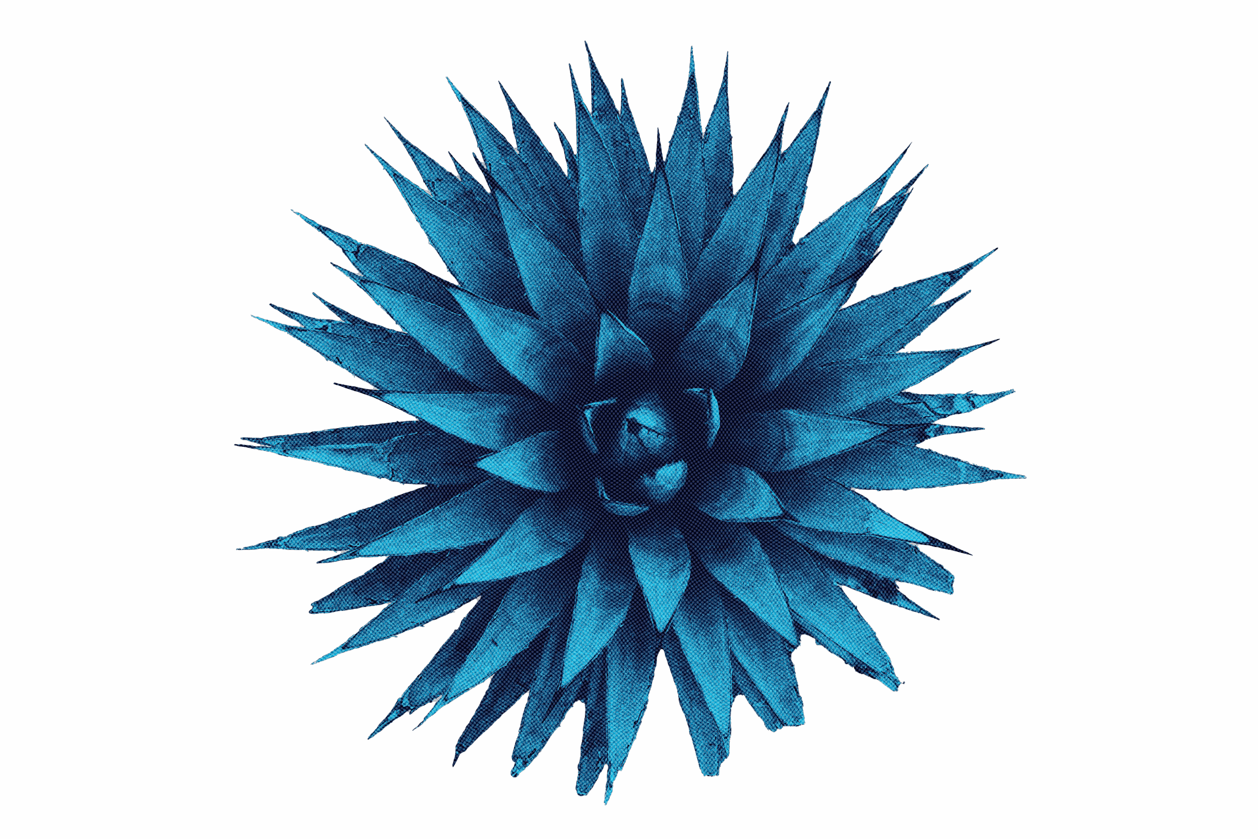 Risograph 21_succulent_blue