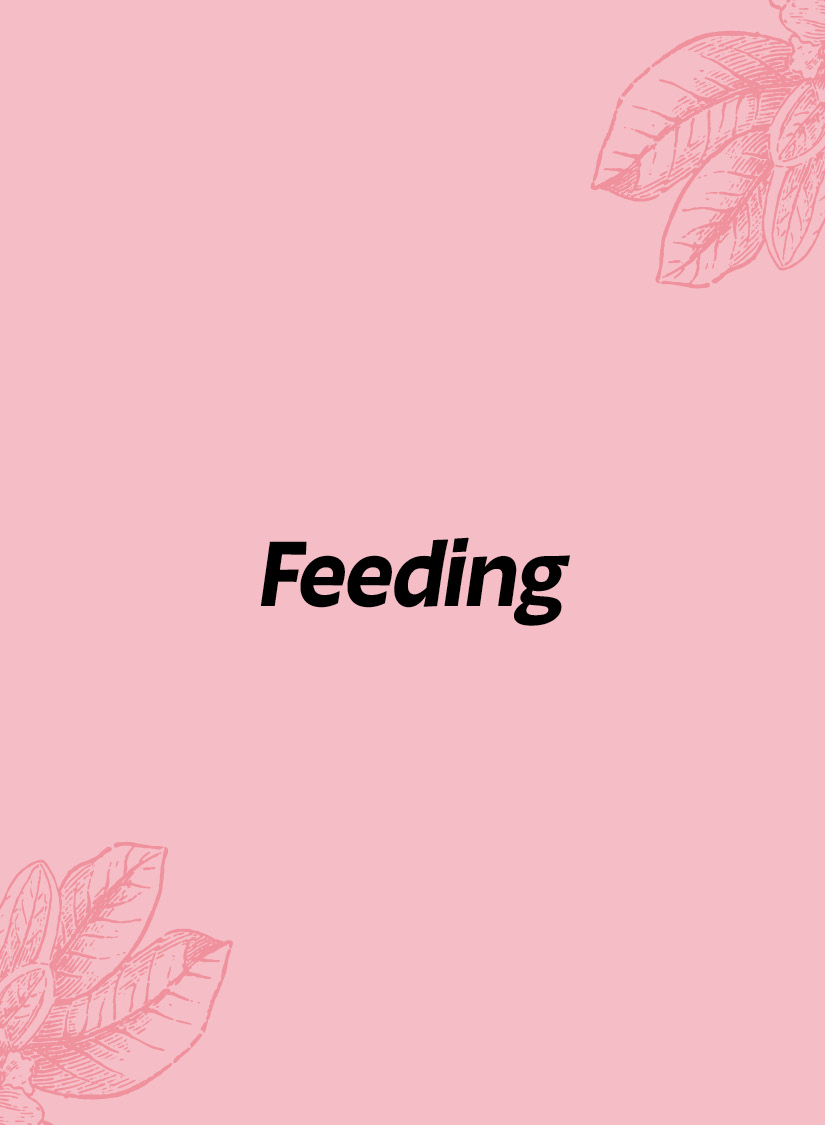 Title of "Feeding" against a pink background