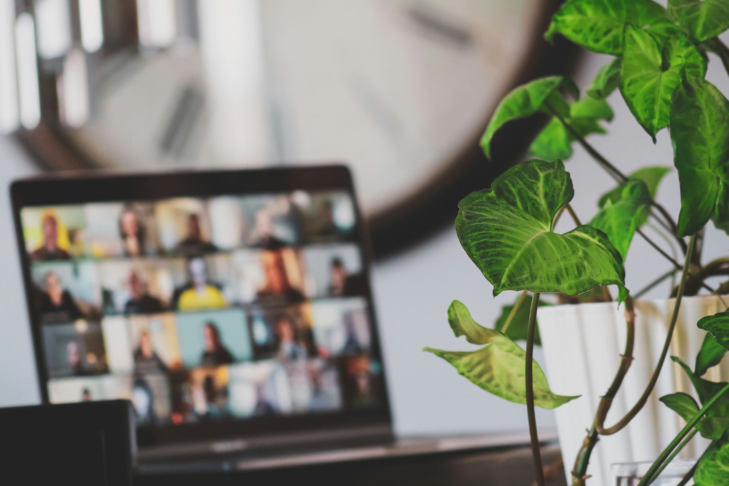 A laptop screen showing a remote work meeting is in the background. A green leafy plant is in the foreground.