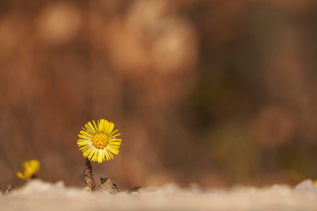 A single yellow flower emerging from a dirt patch