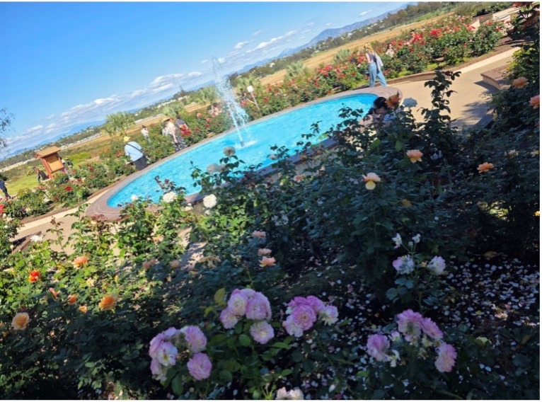 In the botanical garden in Balboa Park, pink flowering bushes overlook a fountain.
