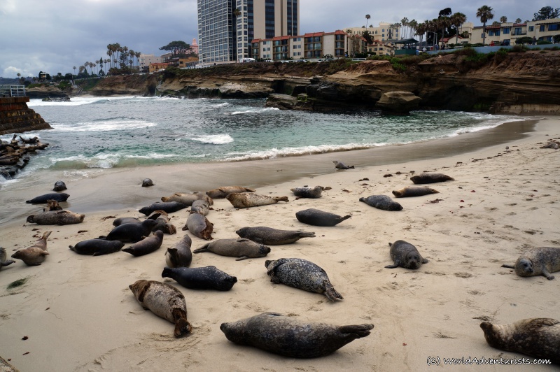 Sea lions lounge on the beach in La Jolla