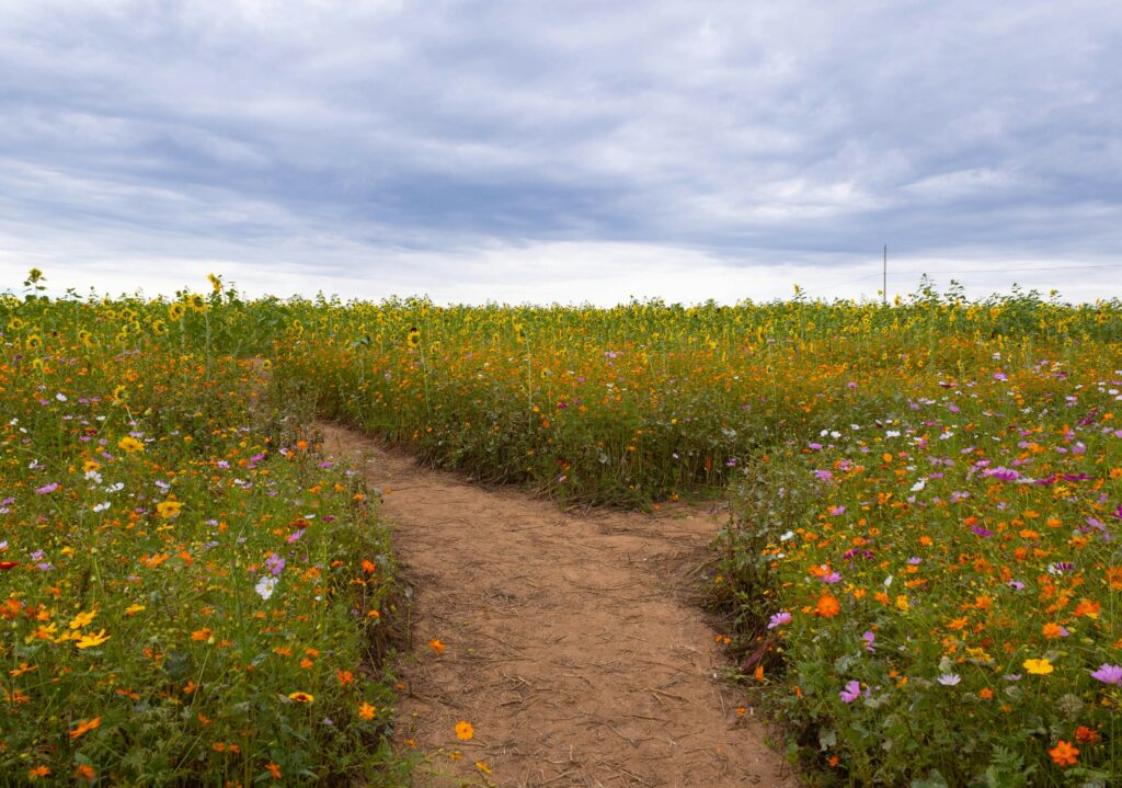 A dirt road through a field of flowers.