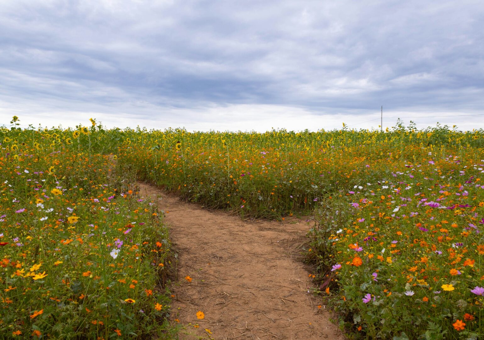 A dirt road through a field of flowers.