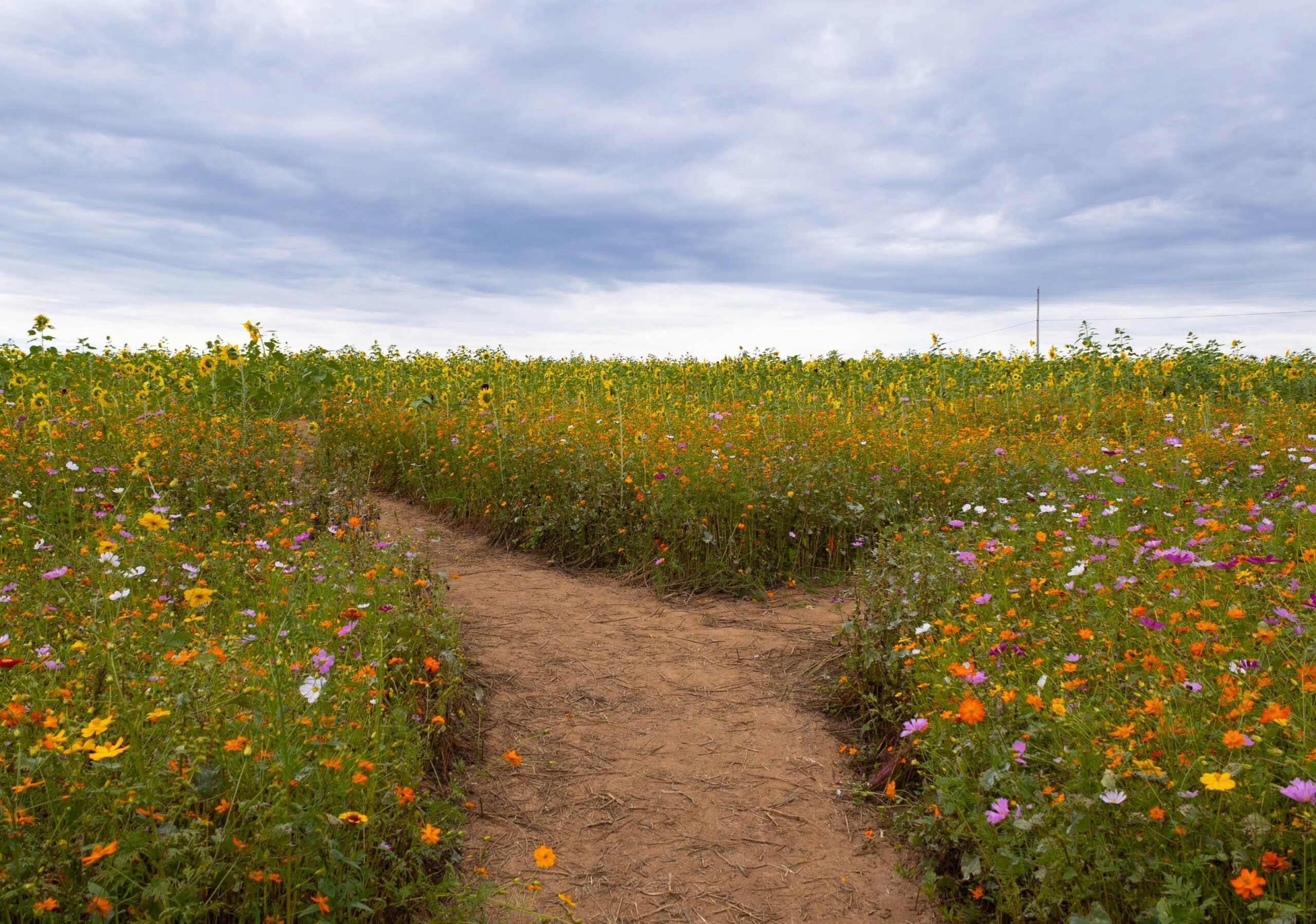 A dirt road through a field of flowers.