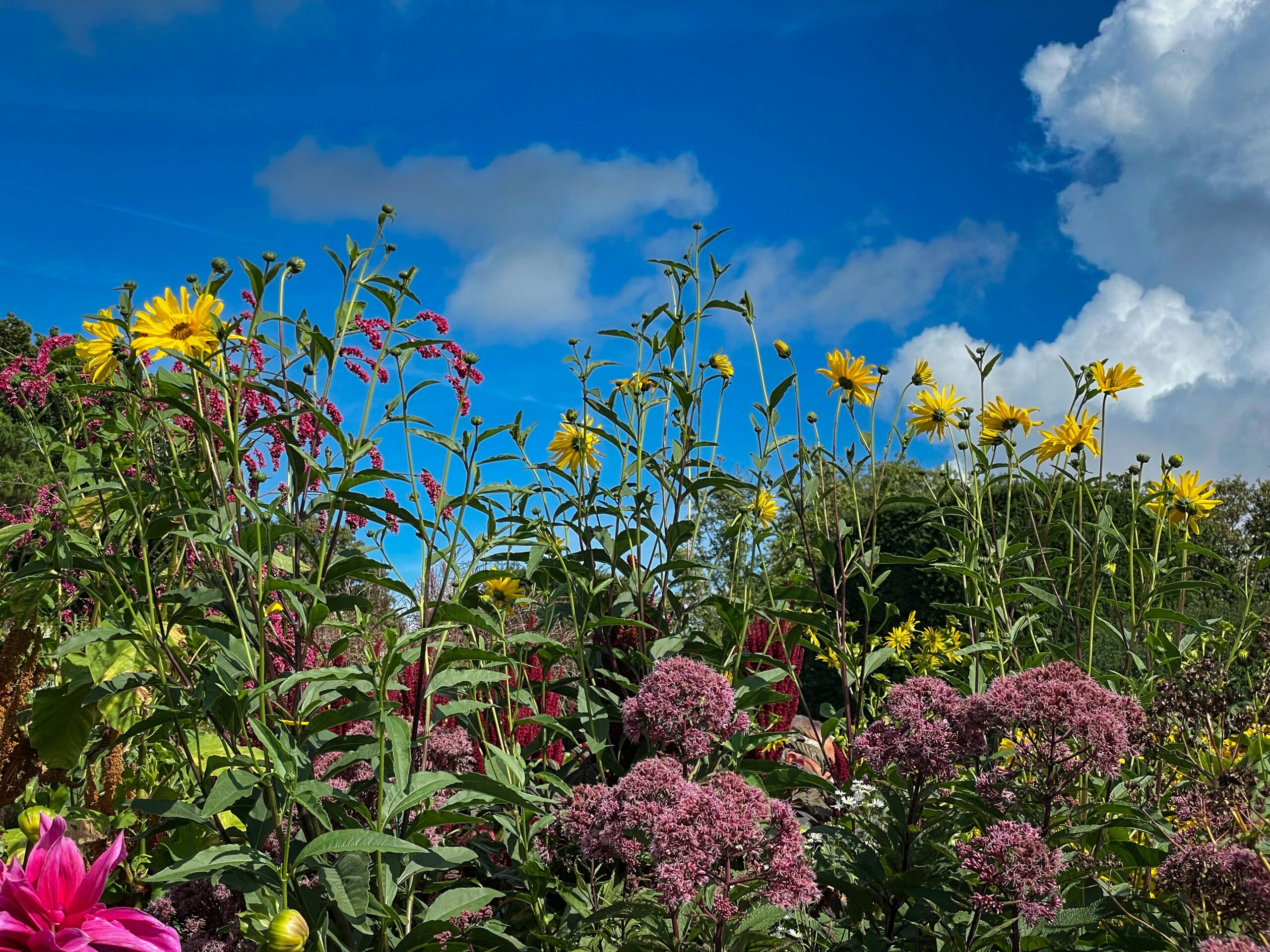 Wildflowers growing in a field