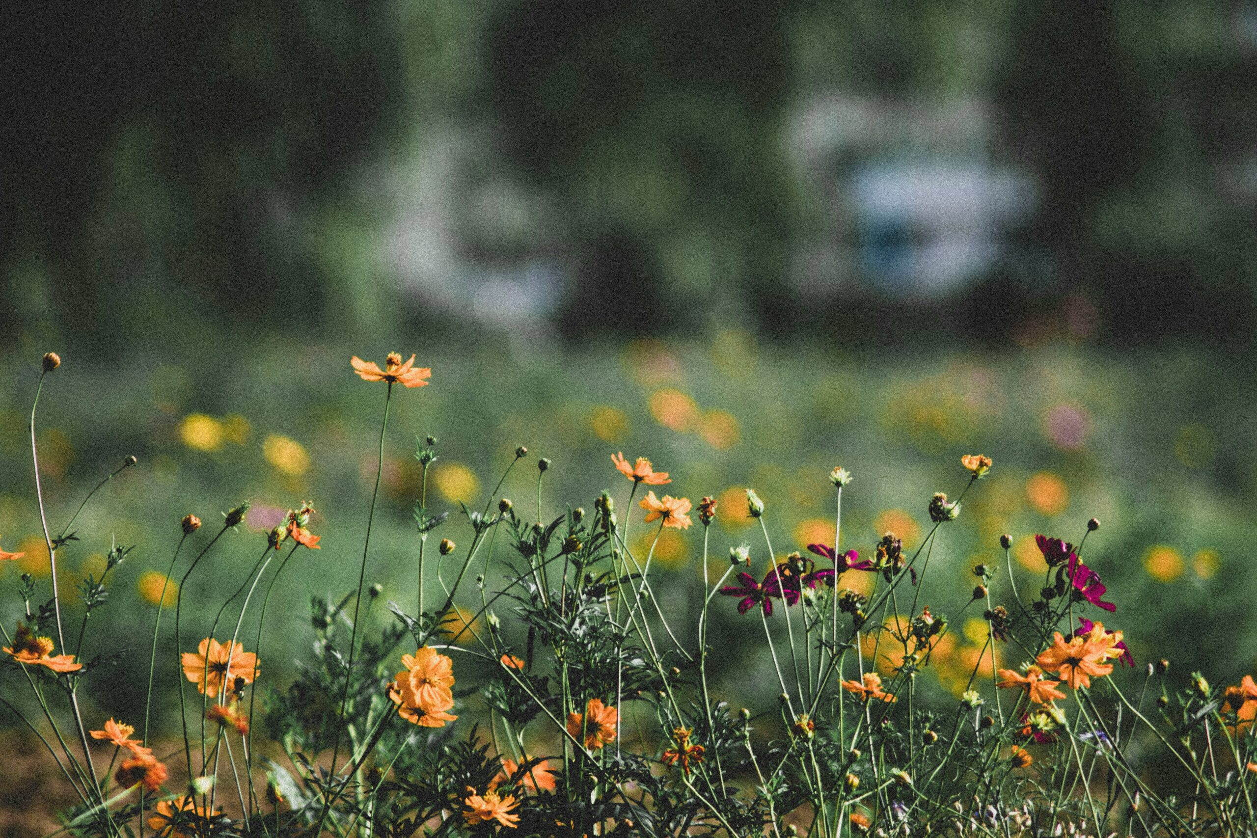 Orange wildflowers
