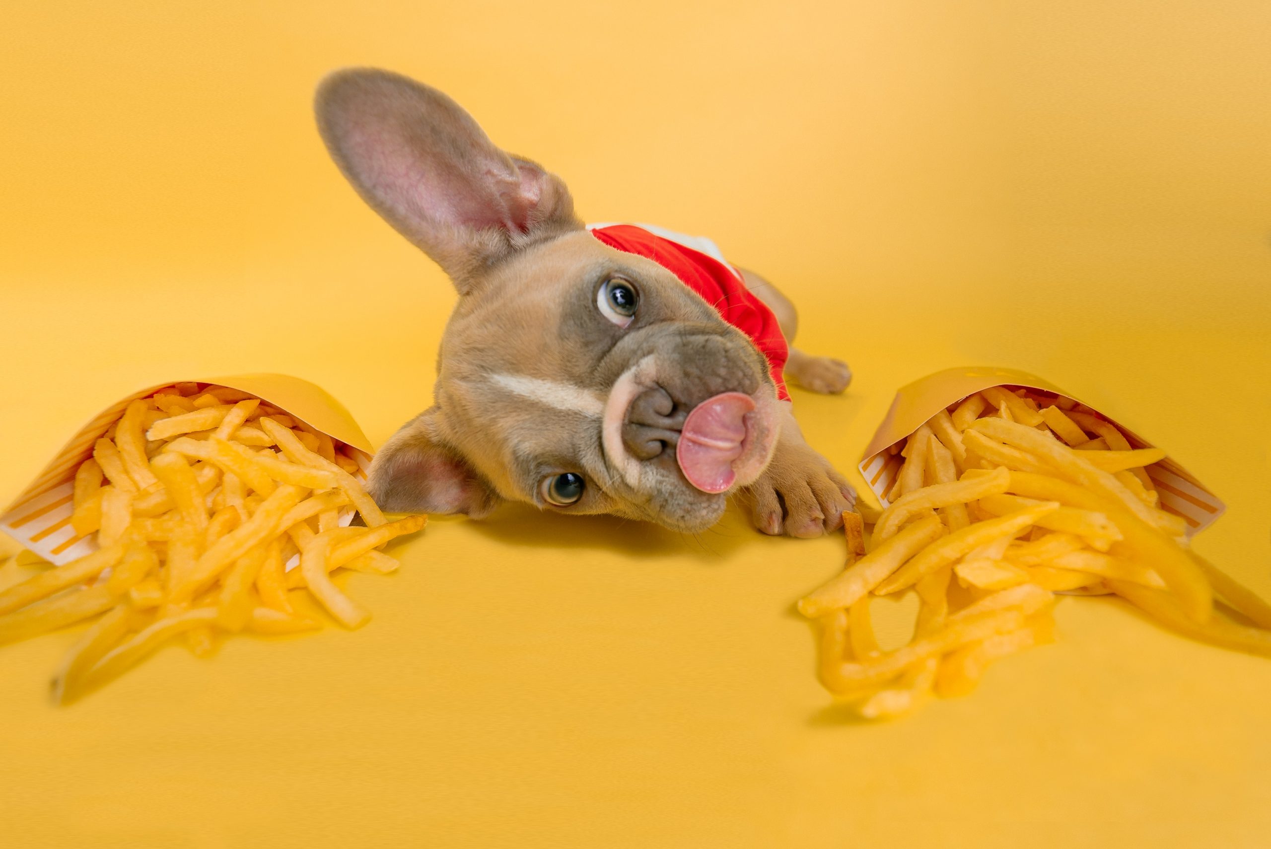 frenchie pup licking nose laying next to french fries